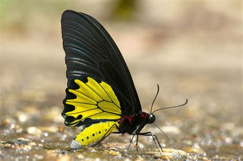 Troides Helena Thai Butterfly Trips