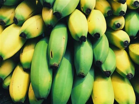 15 Different Types Of Bananas Complete Guide 2023 Northern Nester