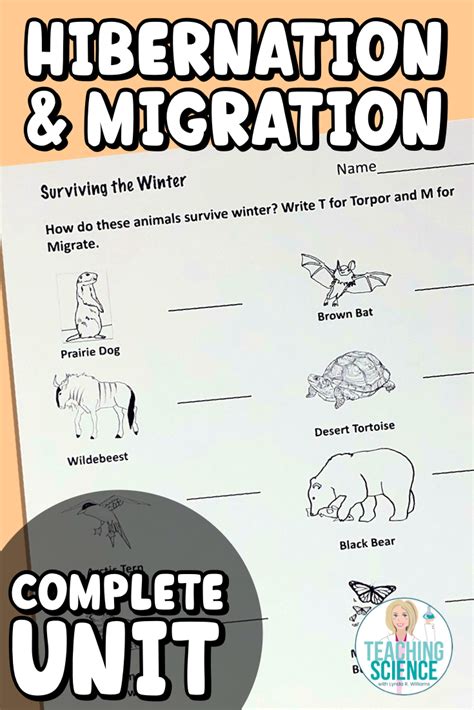 Hibernation And Migration Worksheets