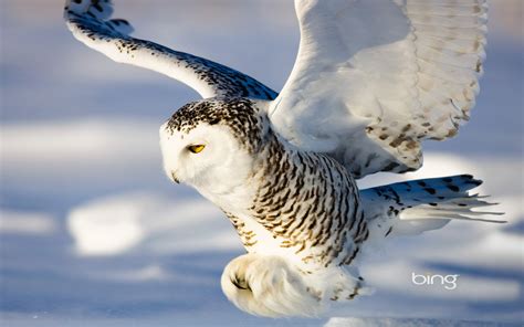 Tierbilder tiere tier fotos natur tiere hirsche schnee ausgestopftes tier winterbilder süße tiere. Winterbilder Tiere Als Hintergrundbild / Bilder Füchse ...