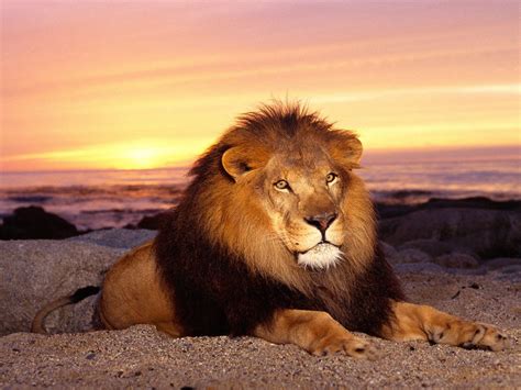 Hd Lion Pictures Lions Wallpapers Hd Animal Wallpapers