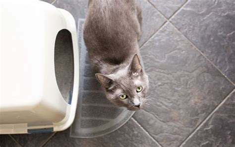 Why You Shouldnt Flush Flushable Cat Litter Mnn