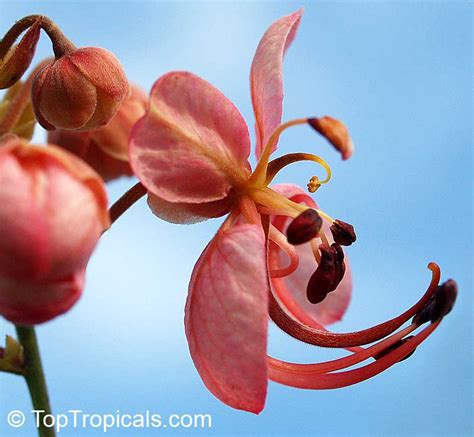 Cassia Roxburghii Red Cassia Ceylon Senna