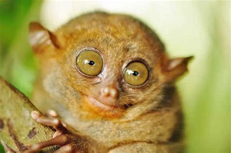 Small Animal With Big Eyes Animalqf