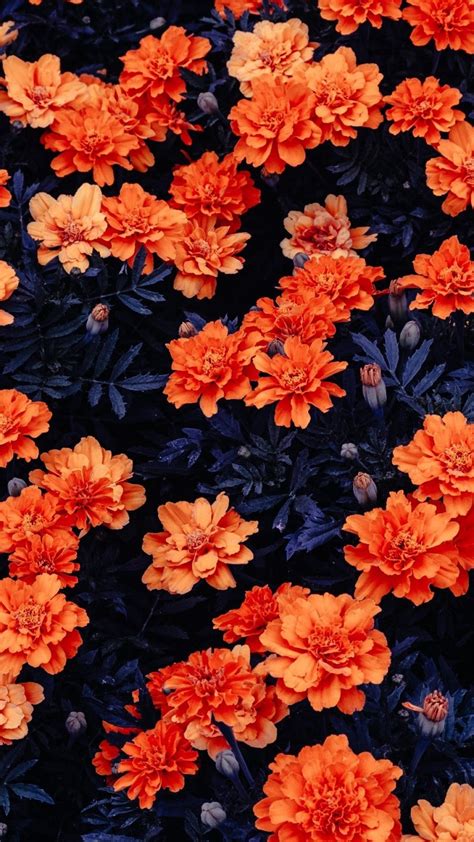 Orange Flower Wallpapers Wallpaper Cave