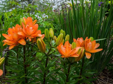 14 Recommended Lily Varieties For Your Garden