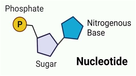 Komponen Penyusun Nukleotida Ada Ini Penjelasannya