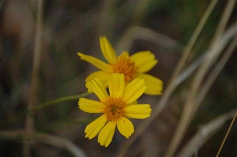 These Little Yellow Wildflowers Were Everywhere On County