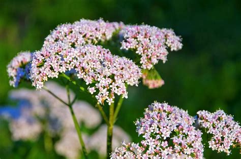 Growing Valerian Herbs Information On Valerian Herb Uses And Care Gardening Know How