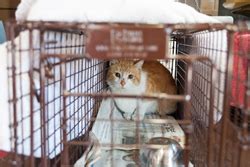 Worldwide, cats are even more popular than dogs as pets. Alley Cat Rescue Survey Shows Trap-Neuter-Return ...