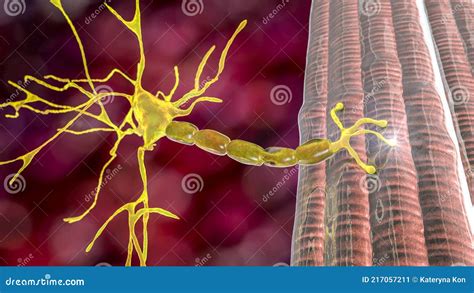 Motor Neuron Connecting To Muscle Fiber 3D Illustration Royalty Free