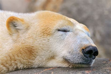 Sleeping Polar Bear Polar Bear Bear Polar Bear Wallpaper