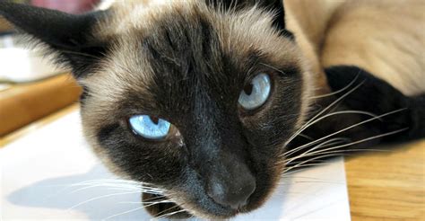 Siamese Cat Rescue Groups Organizations And Resources
