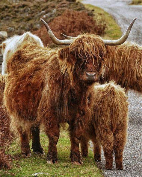 Pin By Sybil On Highland Cows In 2020 Cow Face Highland Cattle