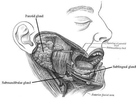 Ilustration Of A Facial Dissection With Major Salivary Glands