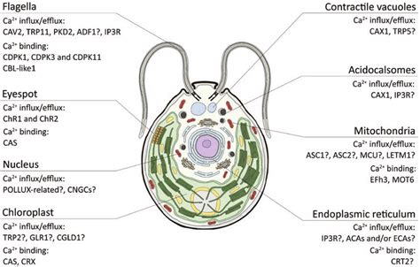 Identified And Or Predicted Ca Signalling Toolkit In C Reinhardtii Download Scientific