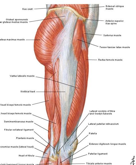 Hip Anatomy Muscles And Tendons