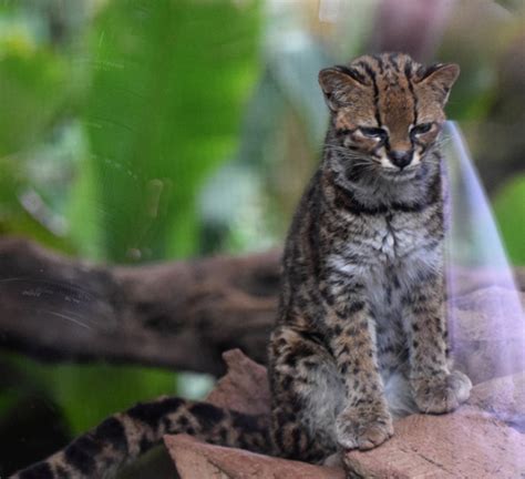 Central American Tigrina Subspecies Leopardus Tigrinus Oncilla