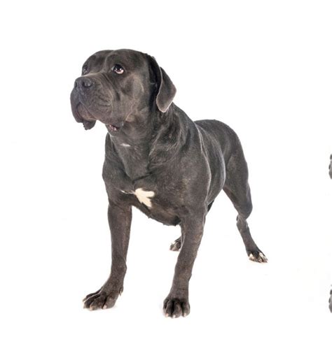 Cane Corso Dog Breed Info And Characteristics