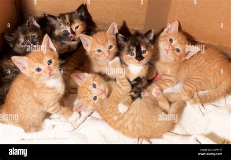 Seven Kittens Ginger And Tortoiseshell Three Weeks Old Stock Photo Alamy