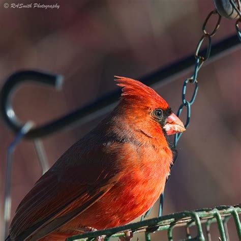 Cardinal Shutterbug