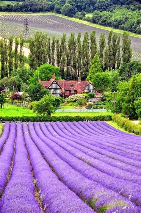 Lavender Fields I Want To Touch Those Boofs Of Lavender Flowers They