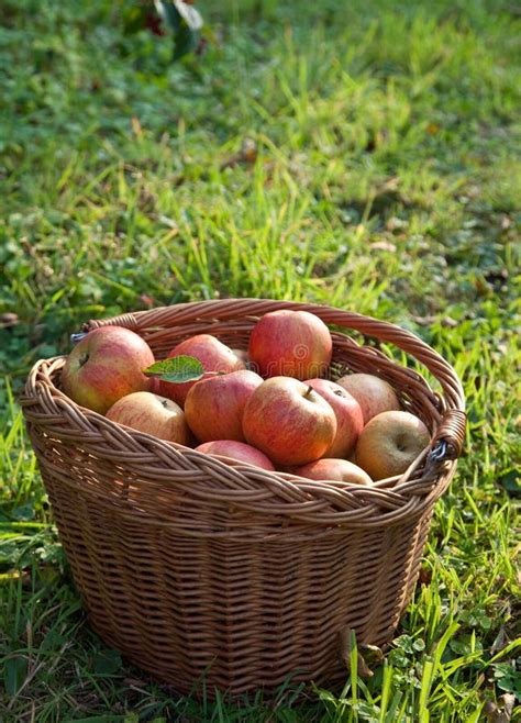 Autumn Apple Harvest Stock Photo Image Of Background 11330720