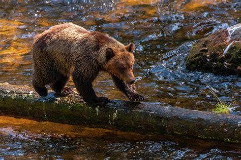 Usa Alaska Tongass National Forest Photograph By Jaynes Gallery