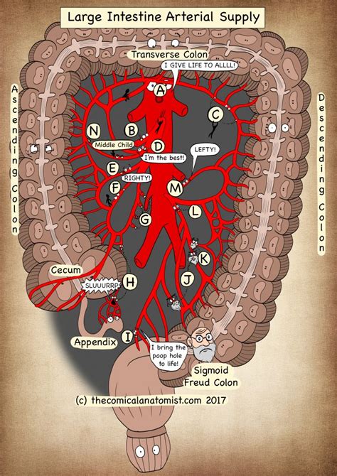 Arterial Supply Of The Large Intestine The Comical Anatomist