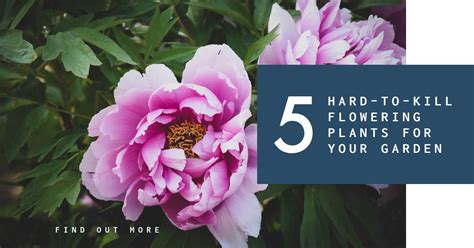 5 Hard To Kill Plants For Your Flower Garden