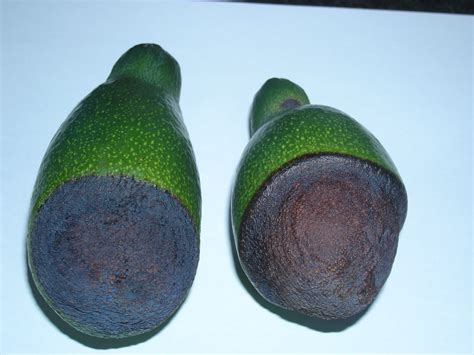 What Is The Diagnosis Of These Symptoms On Avocado Fruits Researchgate