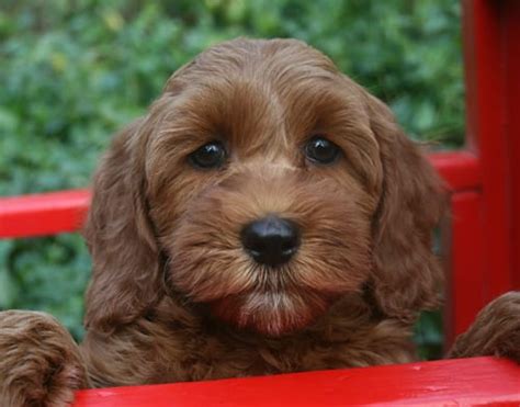 Find goldendoodle puppies for sale with pictures from reputable goldendoodle breeders. red girl 8wks - Pacific Rim Labradoodles
