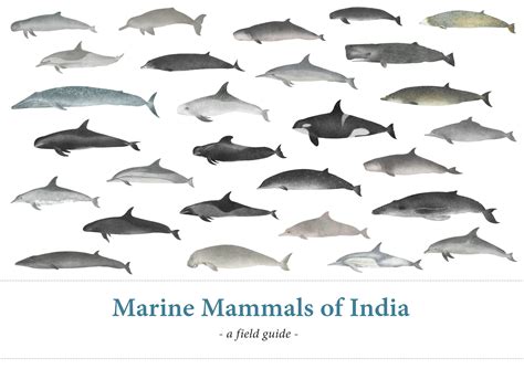 Available Now Marine Mammals Of India A Poster And A Field Guide