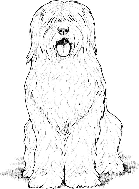 Dog Breed Coloring Pages Sketch Coloring Page