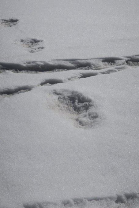 Indian Army Team Spots Mythical Beast Yeti Footprints On Himalayas