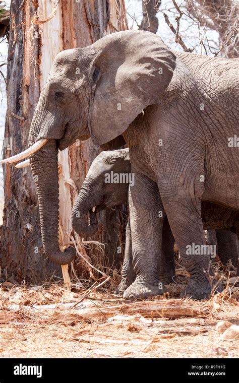 African Elephants Eating Stock Photo Alamy