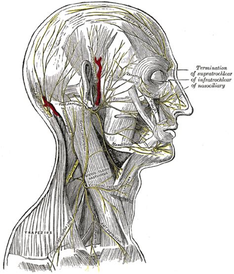 Occipital Nerve Block Injection
