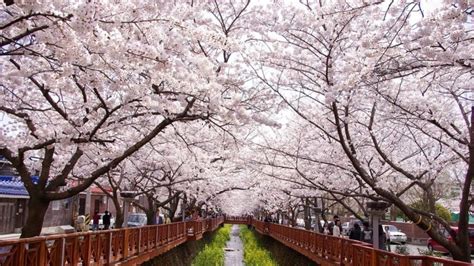 Where And When To See Cherry Blossom In Korea Asia Exchange