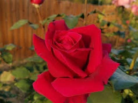 Firefighter Hybrid Tea Rose Sold Out