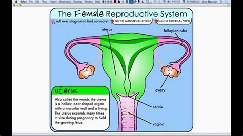 The female reproductive anatomy includes parts inside and outside the body. Lesson 22 - Internal Female Anatomy - YouTube