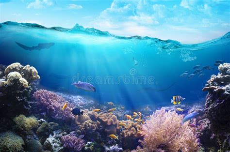 Ocean Underwater With Marine Animals Stock Image Image Of Marine