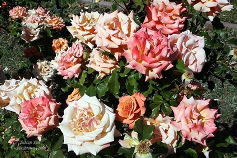 Plantfiles Pictures Floribunda Rose Tuscan Sun Rosa By Tiffanya