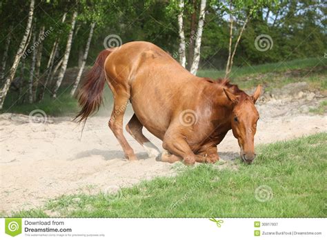 Chestnut Horse Lying Down In The Sand In Hot Summer Stock