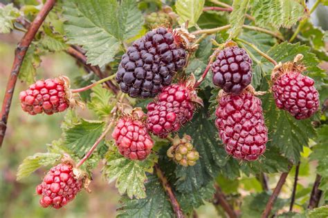 Boysenberry Growing And Plant Care Plantura