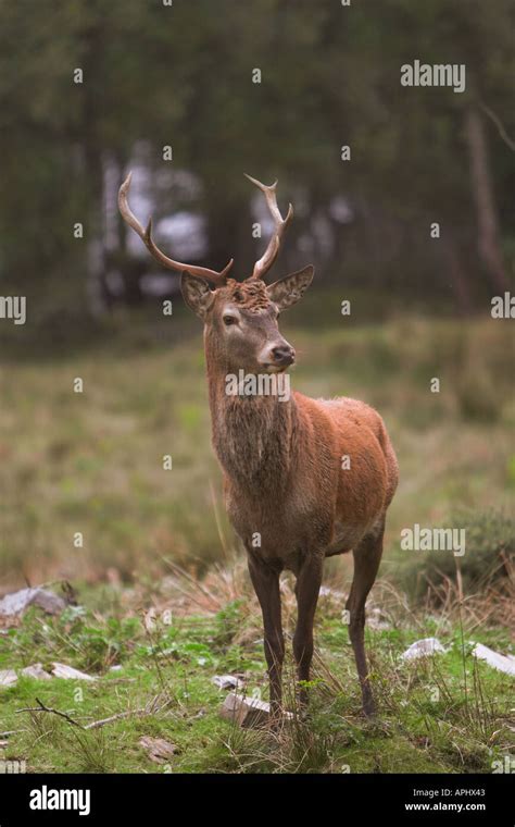 Rutting Red Deer Stags In Scotland Hi Res Stock Photography And Images