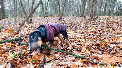 Черный бультерьер Бурбон Первый раз гуляем в лесу Сбили с ног щенка