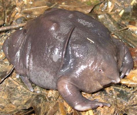 Purple Frog Characteristics Habitat And Breeding Endangered Species