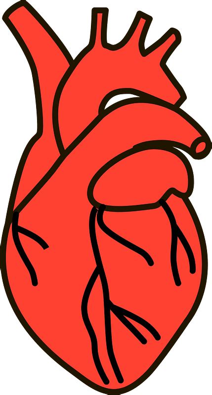 Human Heart Clip Art Transparent