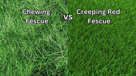 Chewing Fescue Vs Creeping Red Fescue Best Lawn Grass