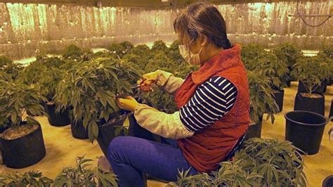 Chinese Dreams On Native American Land A Tale Of Cannabis Boom And